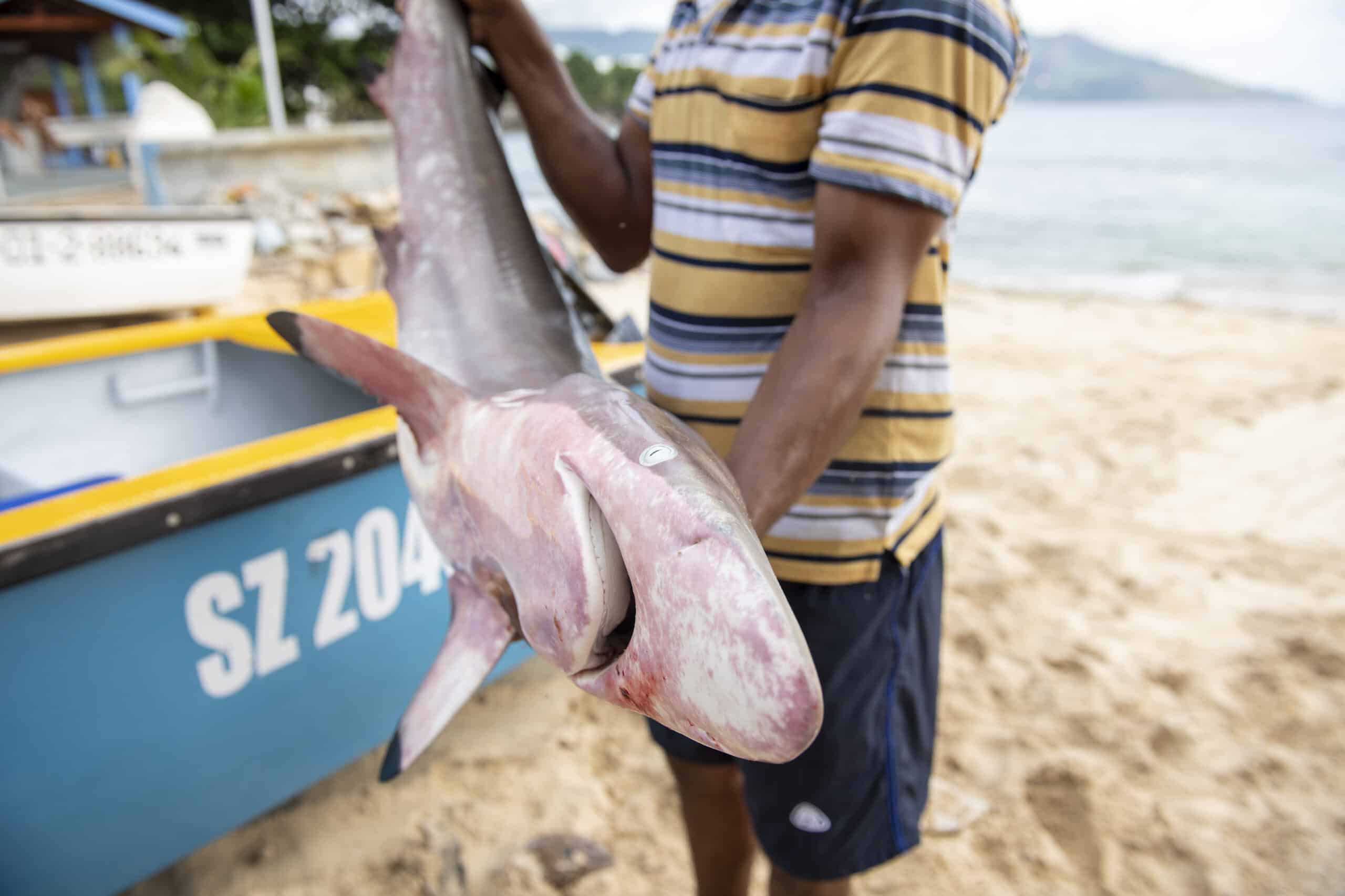 seychelles-sustainable-fishing-documentary-reportage-photography-hannah-maule-ffinch